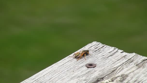 Yellow Jacket Wasp turns around and flies away — Stock Video