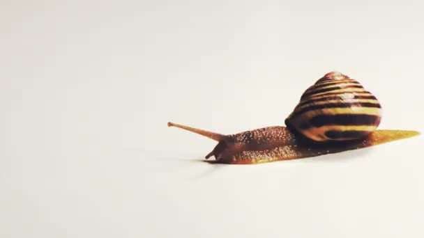 在白色背景慢慢蠕动的蜗牛 — 图库视频影像