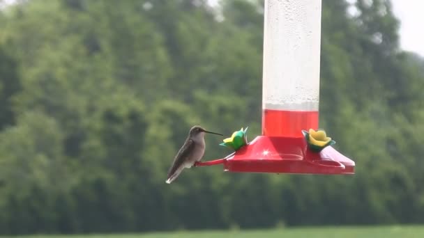 Hummingbird Scared by Ant — Stock Video