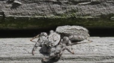 örümcek gezinmeleri atlama yaptı, döner ve uzakta sağ tarar