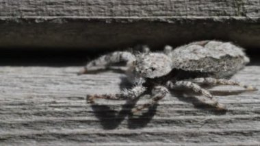 hemen hemen yüz örümcek karşılıklı sol, spin atlamak