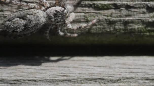 Jumping Spider facing right, spins quickly to face left — Stock Video