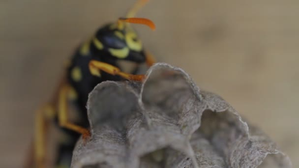 Vespa de jaqueta amarela tende a ovos em ninho — Vídeo de Stock