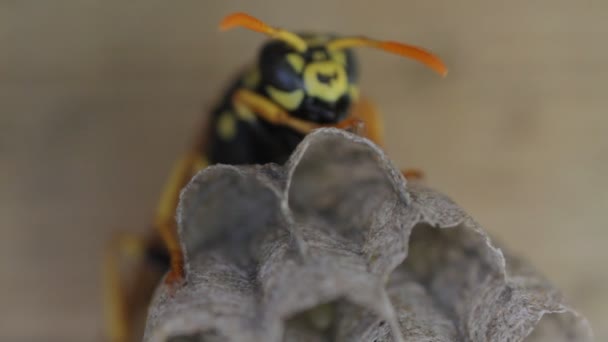Veste jaune Wasp tend à oeufs dans le nid 