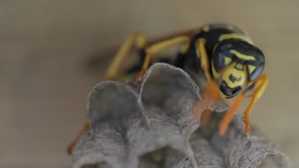 Veste jaune Wasp tend à oeufs dans le nid 