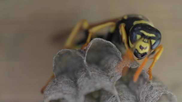 Gele jas wasp neiging om eieren in nest — Stockvideo