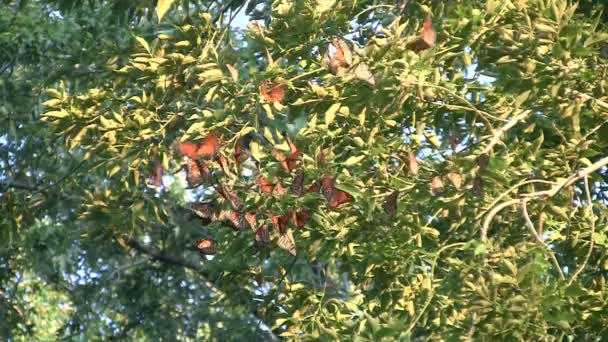 Cluster de migration de papillons monarques — Video