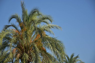 blue sky and big palm tree branches 