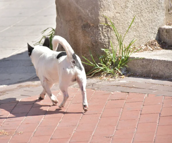 Cute Black White Chihuahua Dog Walking City Street — Fotografia de Stock