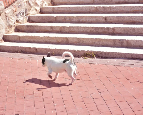 Cute Black White Chihuahua Dog Walking City Street — 图库照片