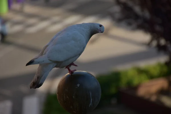 아스팔트 배경에 비둘기 — 스톡 사진