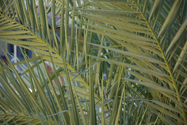 Tropical Green Foliage Palm Bushes Leaves —  Fotos de Stock