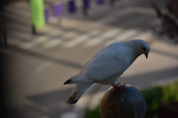 아스팔트 배경에 비둘기 — 스톡 사진