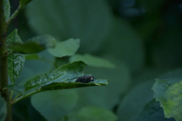 Closeup Shot Fly Green Leaf — Stockfoto