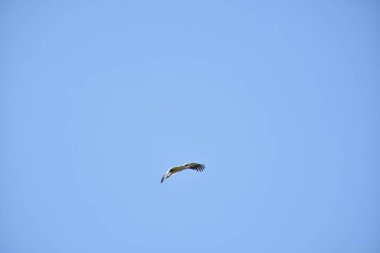 Gökyüzündeki güzel leylek