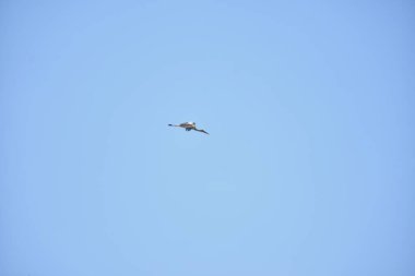 Gökyüzündeki güzel leylek