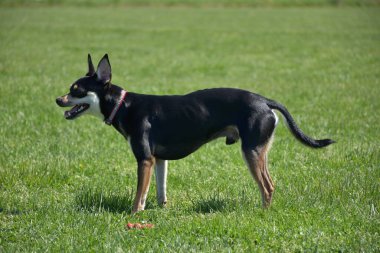 siyah küçük köpek çimlerin üzerinde,