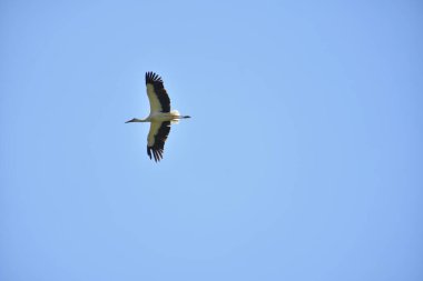 Gökyüzündeki güzel leylek