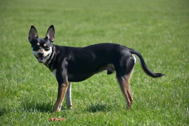siyah küçük köpek çimlerin üzerinde,