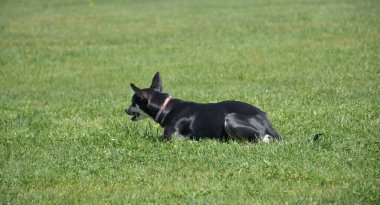 siyah küçük köpek çimlerin üzerinde,