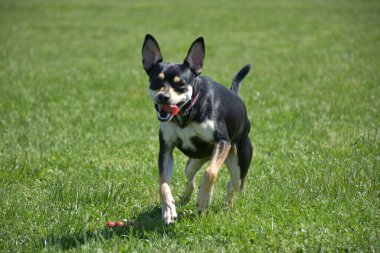 siyah küçük köpek çimlerin üzerinde,