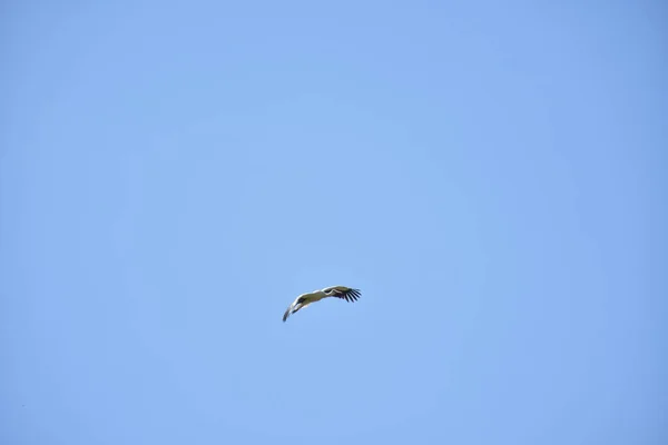 Belle Cigogne Dans Ciel — Photo