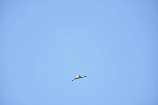 空の美しいコウノトリ — ストック写真