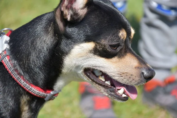 草の上に黒い犬がいて — ストック写真