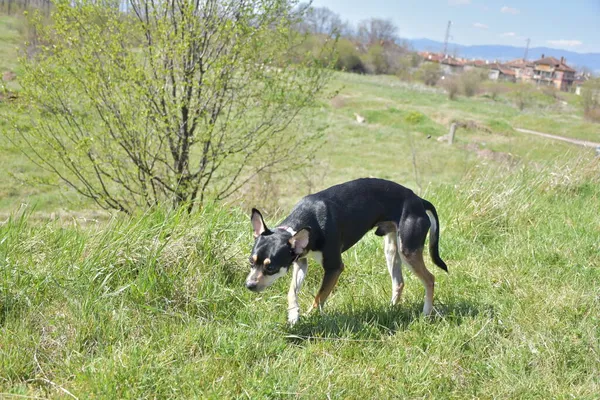 Hund Parken — Stockfoto