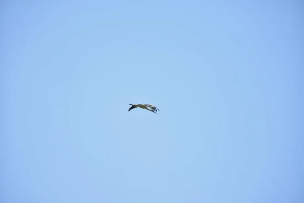 Belle Cigogne Dans Ciel — Photo