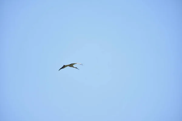 Vacker Stork Himlen — Stockfoto