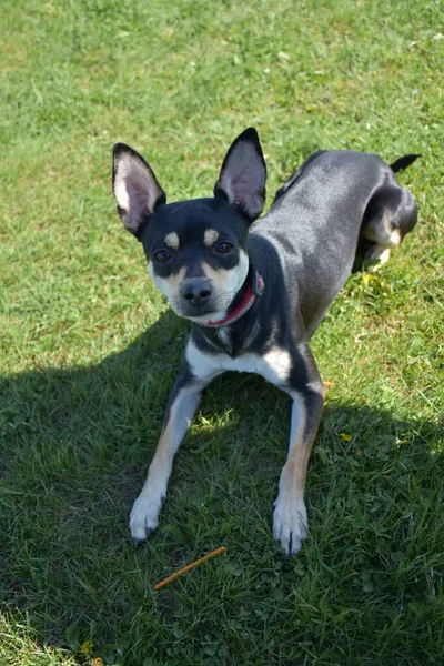 Hund Park — Stockfoto