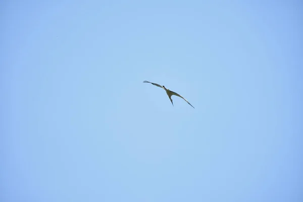 Hermosa Cigüeña Cielo — Foto de Stock