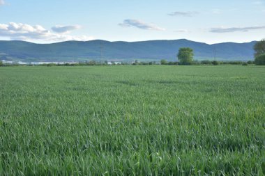 Yazın güzel manzara ve ev