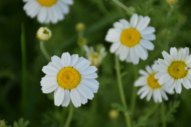 Tarlada haşhaş ve papatya otlağı,