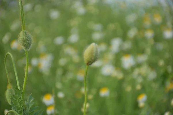 Veld Papaver Kamille Het Weiland — Stockfoto