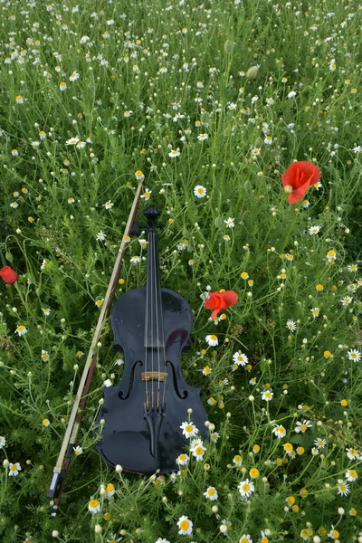 Gitarre Und Geige Gras — Stockfoto