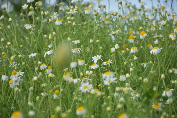 Veld Papaver Kamille Het Weiland — Stockfoto