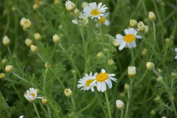 Feldmohn Und Kamille Auf Der Wiese — Stockfoto