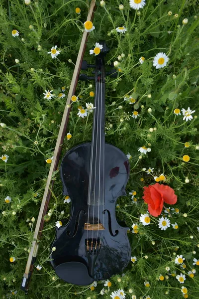 Gitár Hegedű Füvön — Stock Fotó