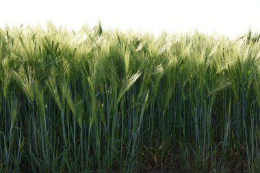 Yeşil buğday alan ve gökyüzü