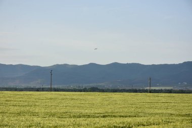 Yeşil buğday alan ve gökyüzü