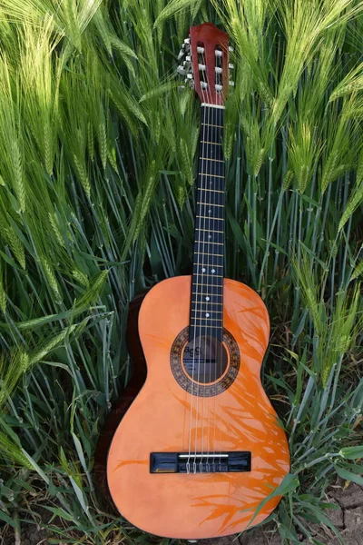 Guitarra Violín Hierba — Foto de Stock