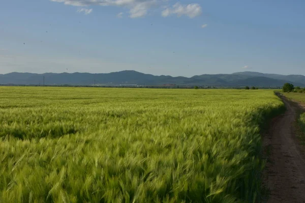 Green Wheat Field Sky — Stock Photo, Image