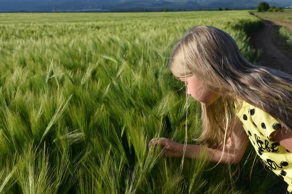 Зелене Пшеничне Поле Блондинка — стокове фото