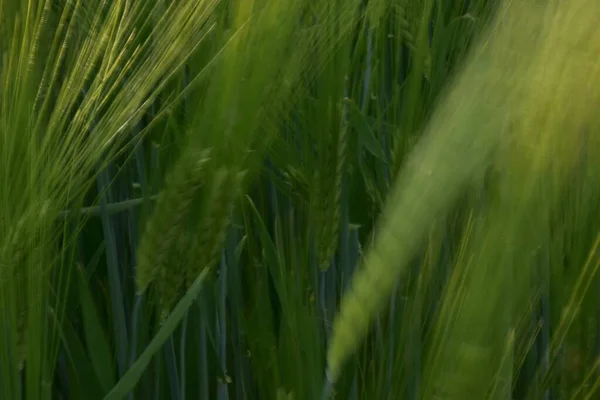 Campo Trigo Verde Céu — Fotografia de Stock