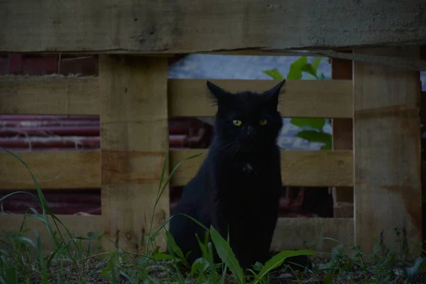 Hermoso Negro Gato Naturaleza — Foto de Stock