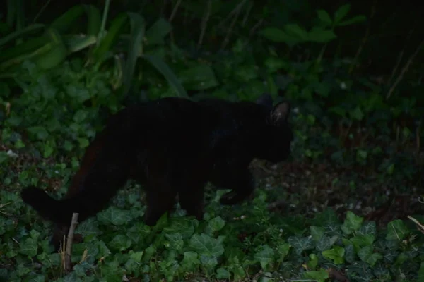 Bello Nero Gatto Natura — Foto Stock