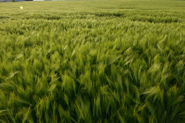 Campo Trigo Verde Céu — Fotografia de Stock