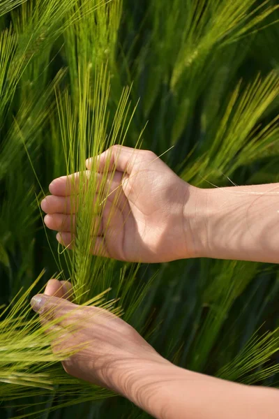 Green Wheat Ear Palm Your Hand — Fotografia de Stock